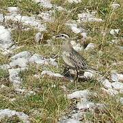 Eurasian Dotterel