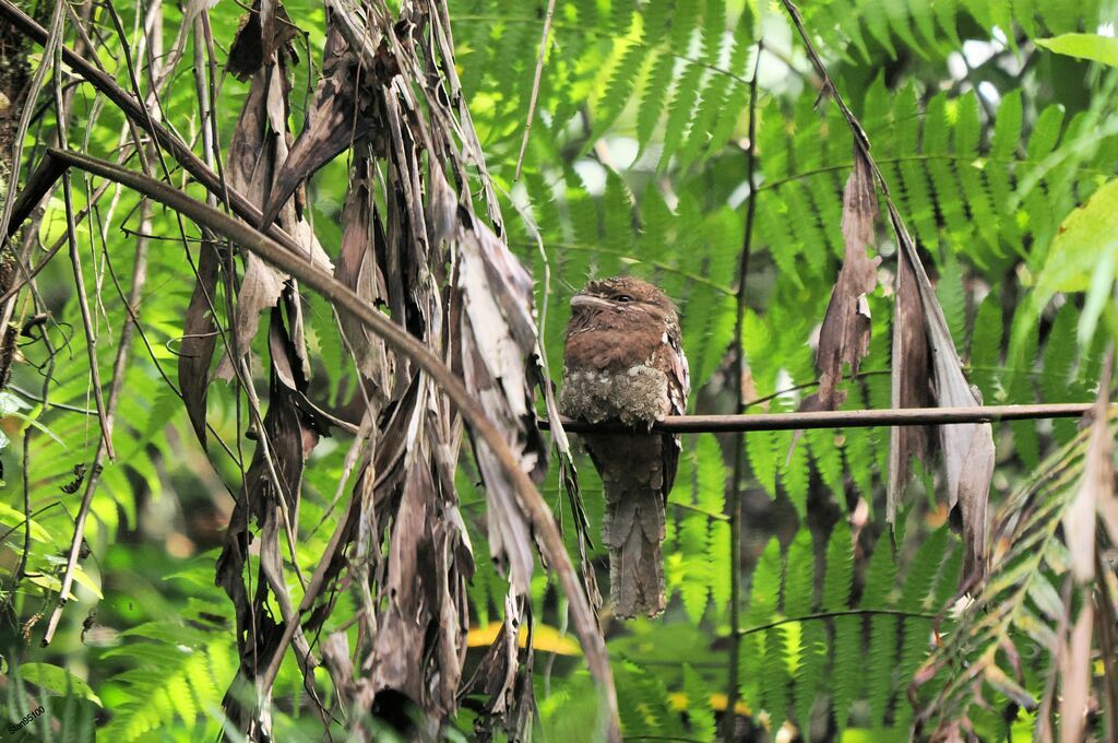 Sri Lanka Frogmouthadult