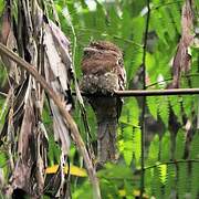 Sri Lanka Frogmouth