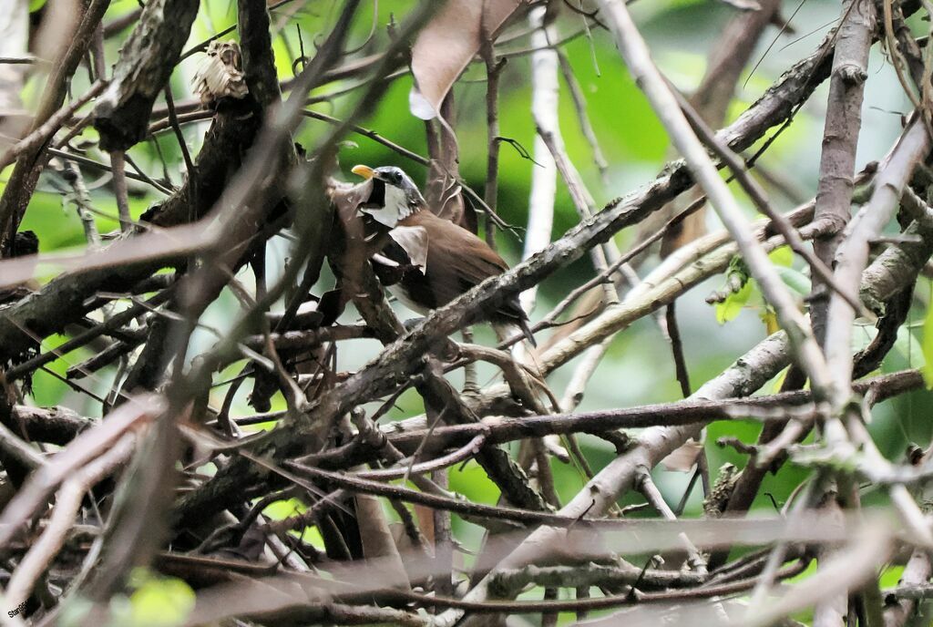 Sri Lanka Scimitar Babbleradult