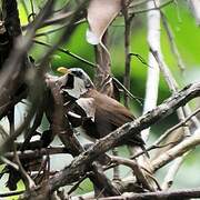 Sri Lanka Scimitar Babbler