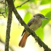 Tropical Royal Flycatcher