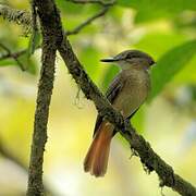 Tropical Royal Flycatcher