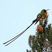 Black-tailed Trainbearer