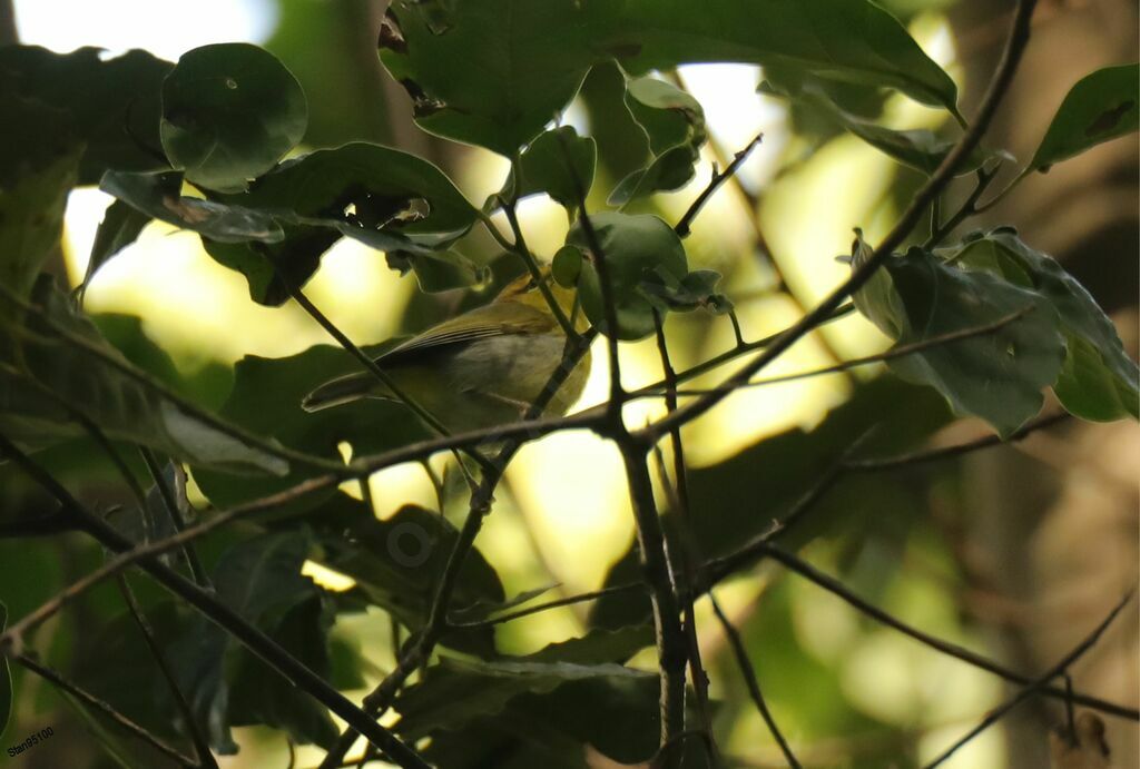 Yellow-throated Woodland Warbleradult, song