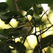 Yellow-throated Woodland Warbler