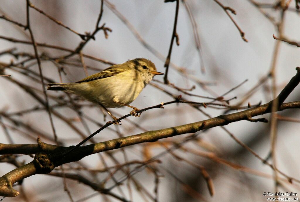 Yellow-browed Warbleradult transition