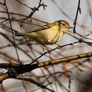 Yellow-browed Warbler