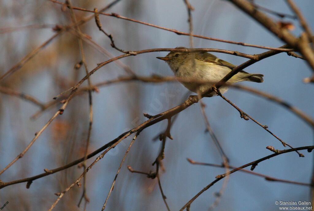 Yellow-browed Warbleradult transition