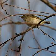 Yellow-browed Warbler