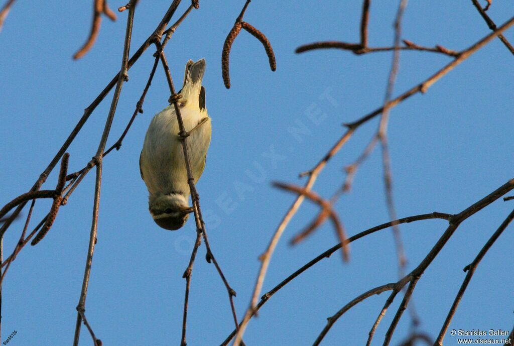 Yellow-browed Warbleradult transition