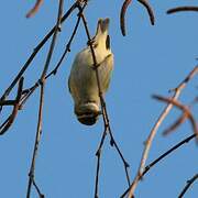 Yellow-browed Warbler