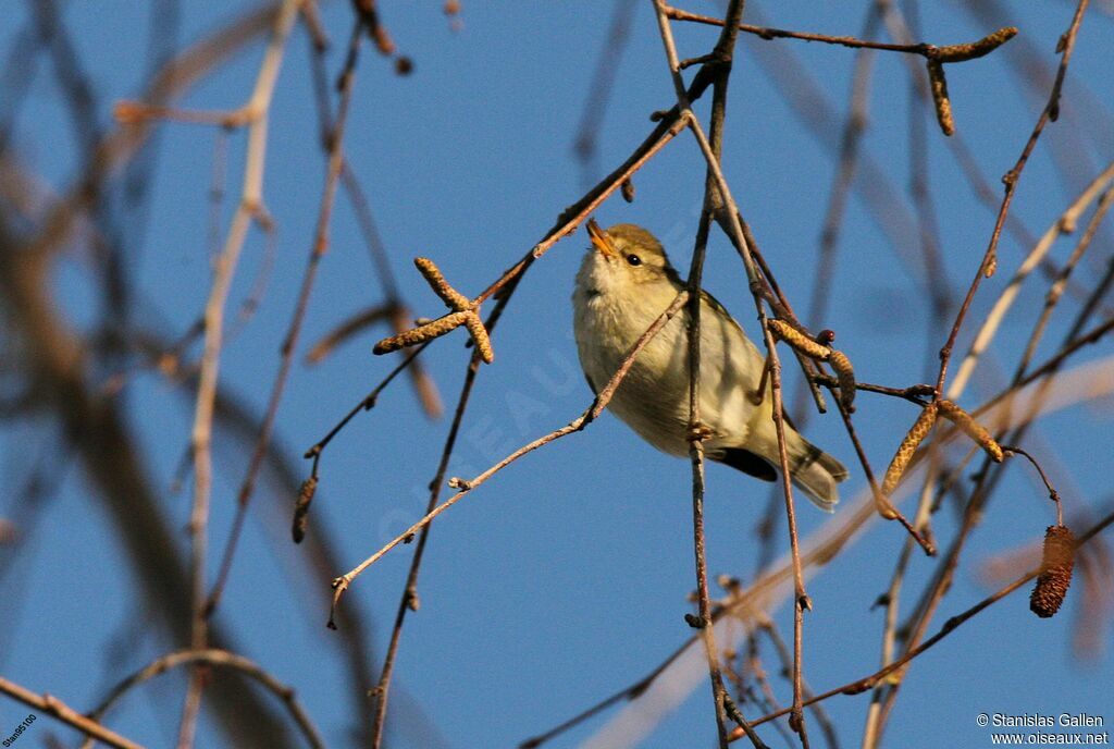 Yellow-browed Warbleradult transition