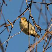 Yellow-browed Warbler