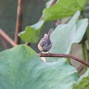 Dusky Warbler