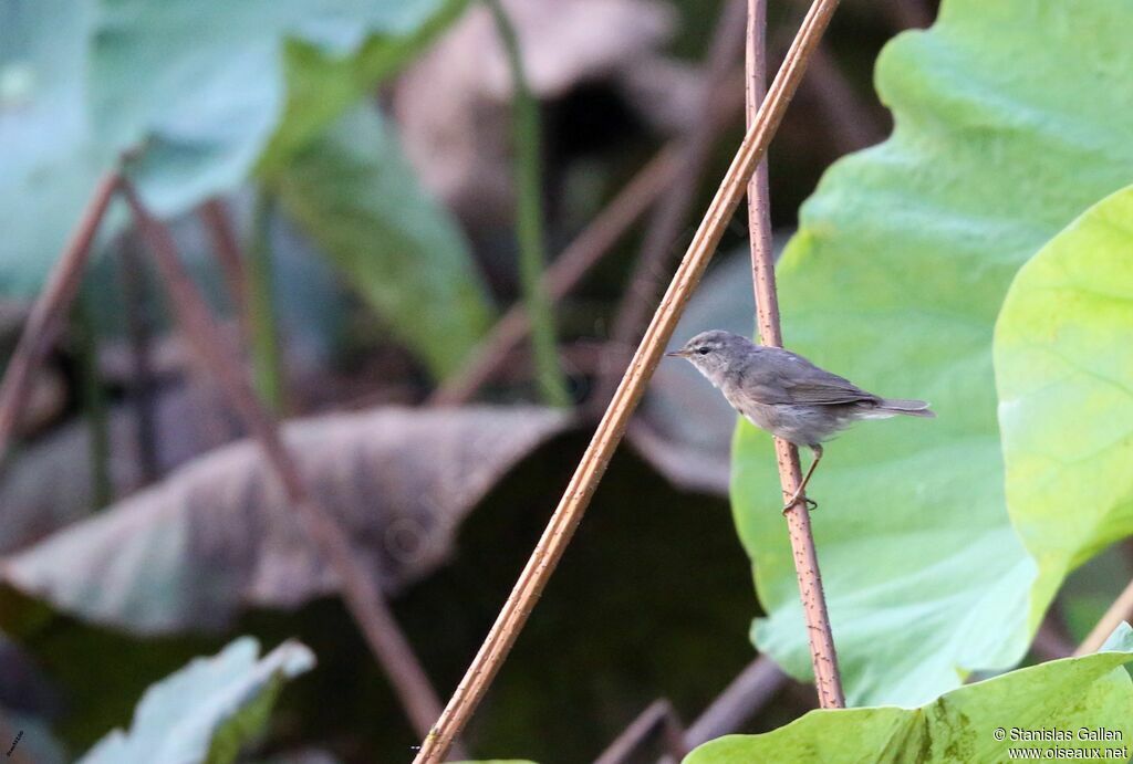 Dusky Warbleradult