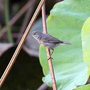 Dusky Warbler