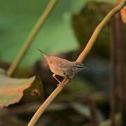 Dusky Warbler