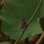 Dusky Warbler