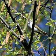 Western Bonelli's Warbler