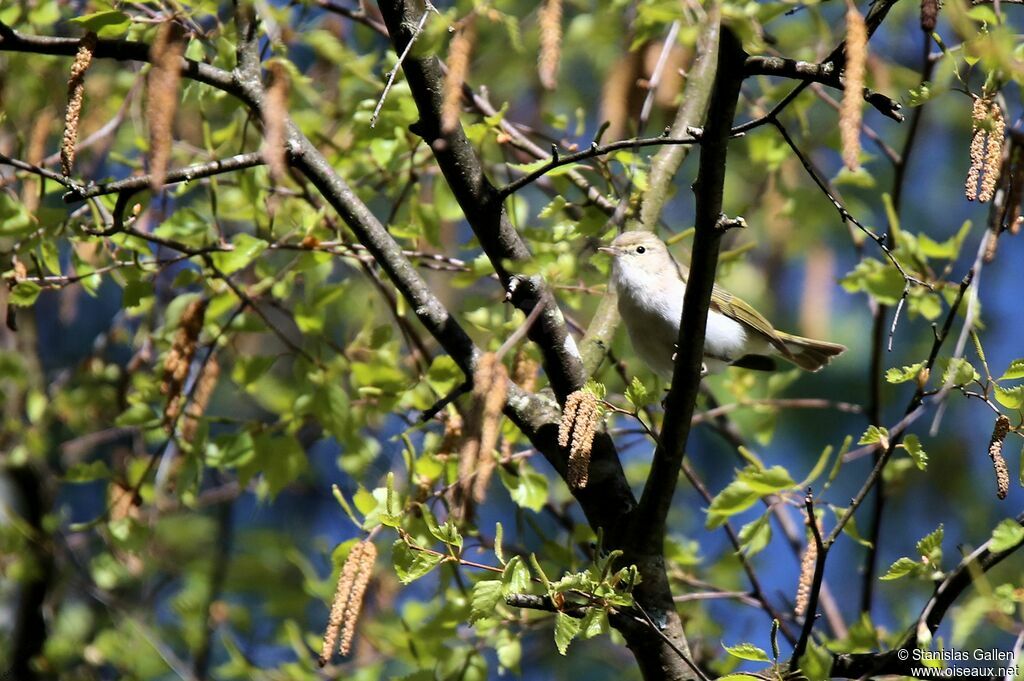 Western Bonelli's Warbler male adult breeding, song