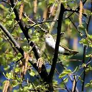 Western Bonelli's Warbler