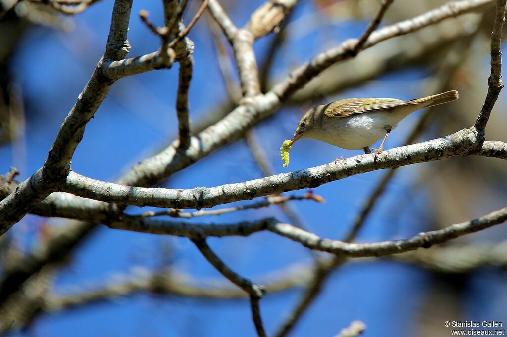 Western Bonelli's Warbler male adult breeding, eats