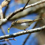 Western Bonelli's Warbler