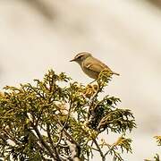 Hume's Leaf Warbler