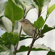 Canary Islands Chiffchaff