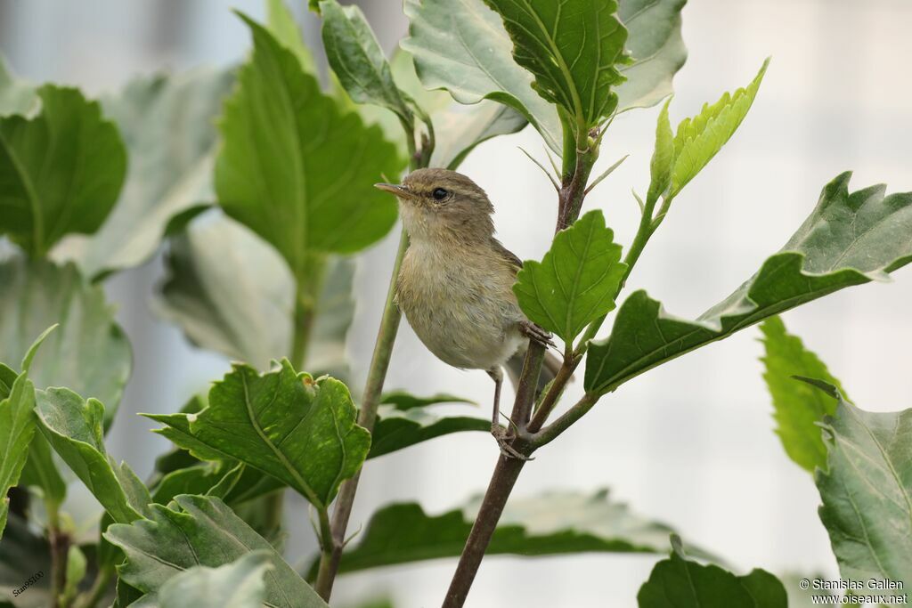 Canary Islands Chiffchaffadult