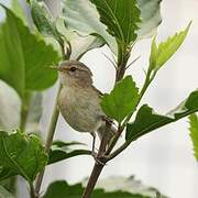 Canary Islands Chiffchaff