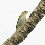 Willow Warbler