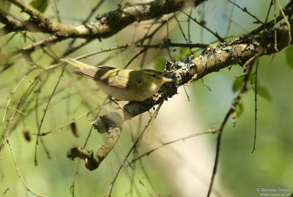 Wood Warbler male adult breeding, song