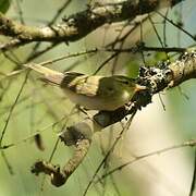 Wood Warbler