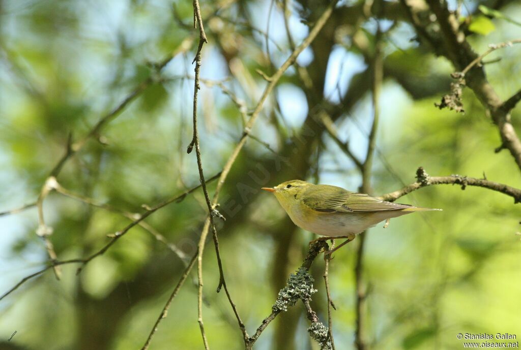 Wood Warbler male adult breeding, song