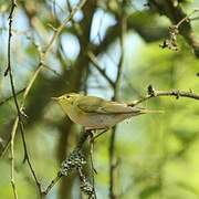 Wood Warbler