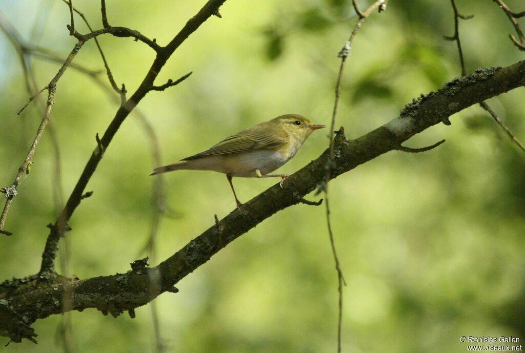 Wood Warbler male adult breeding, song