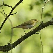 Wood Warbler