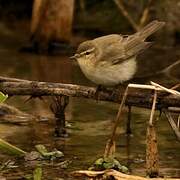 Common Chiffchaff