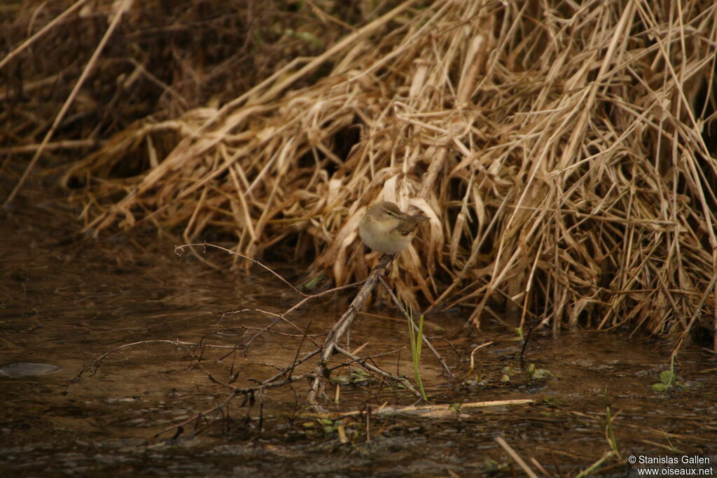 Common Chiffchaffadult breeding