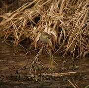 Common Chiffchaff