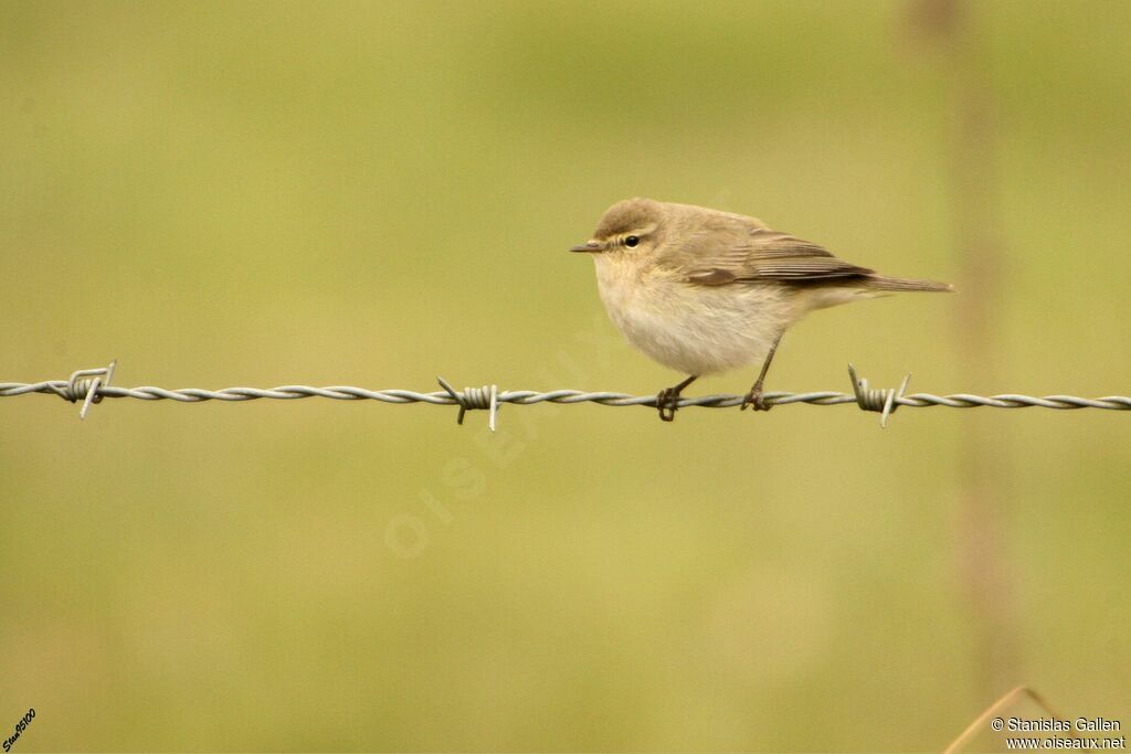 Common Chiffchaffadult breeding