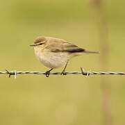 Common Chiffchaff