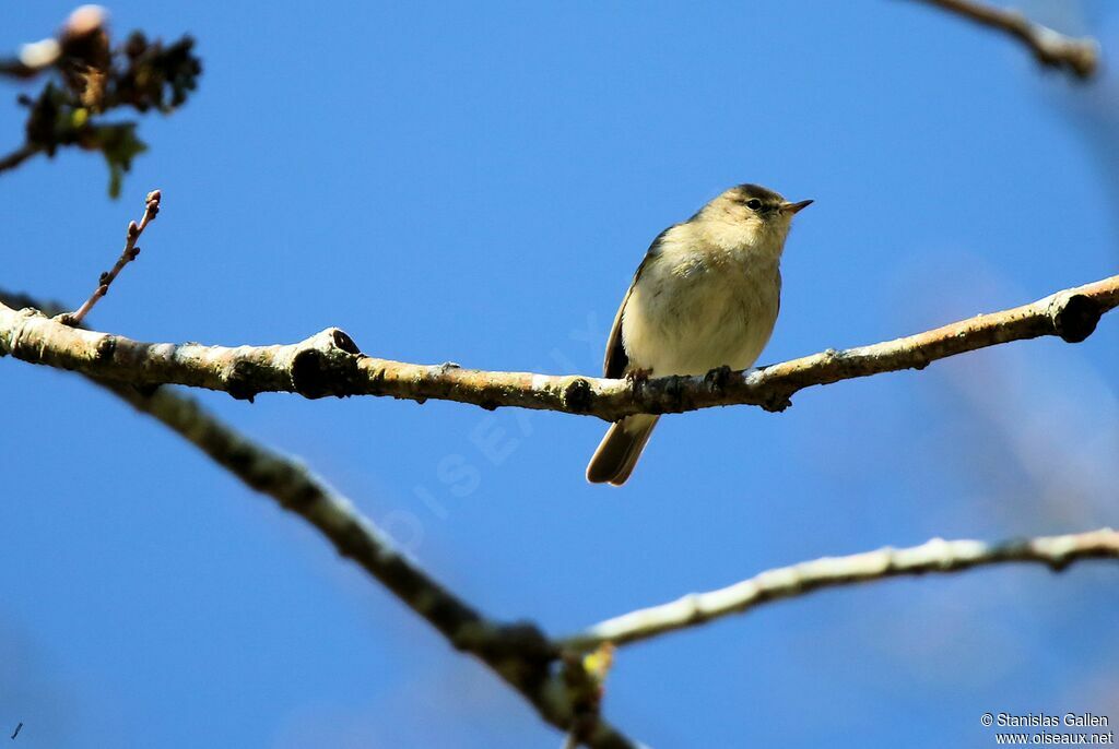 Common Chiffchaff male adult breeding, song