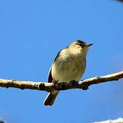 Common Chiffchaff