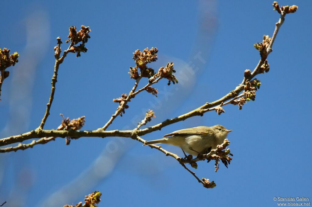 Common Chiffchaff male adult breeding, song