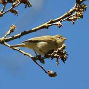 Common Chiffchaff