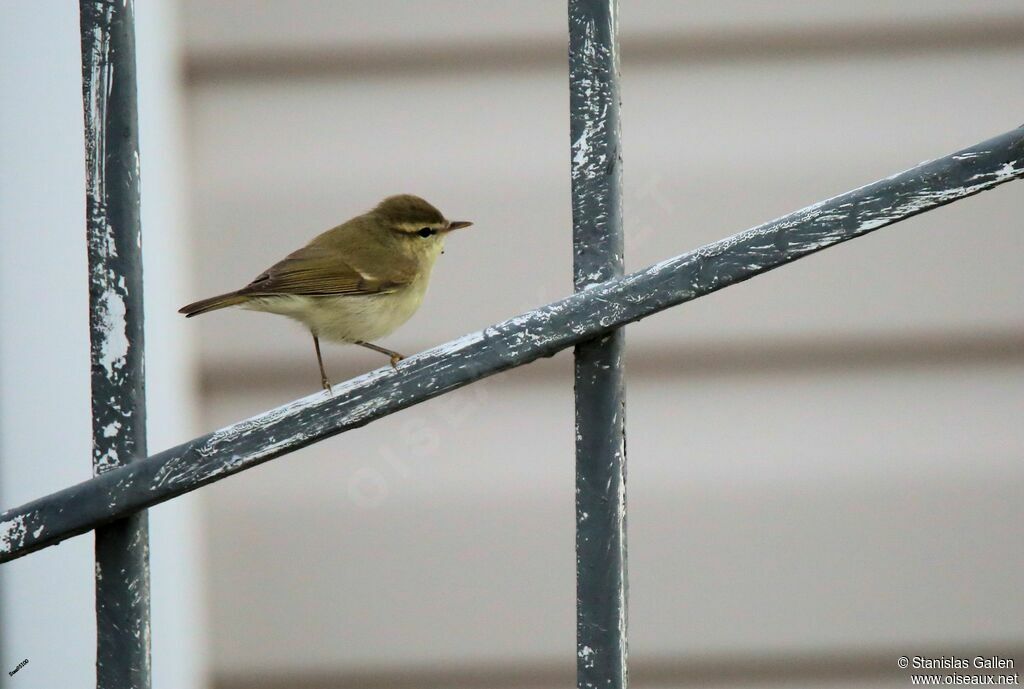 Greenish Warbleradult breeding