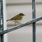 Greenish Warbler